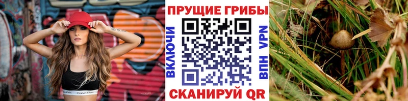Псилоцибиновые грибы GOLDEN TEACHER  как найти закладки  Поронайск 